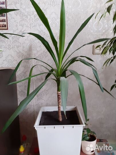 Пальма Юкка