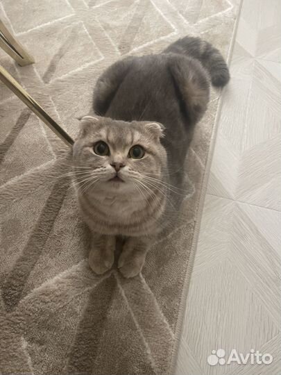 Кот на вязку