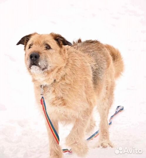 Брендон. Песочный добрый терьерчик. Ищет дом