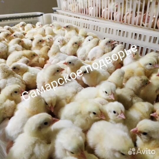 Цыплята суточные бройлера