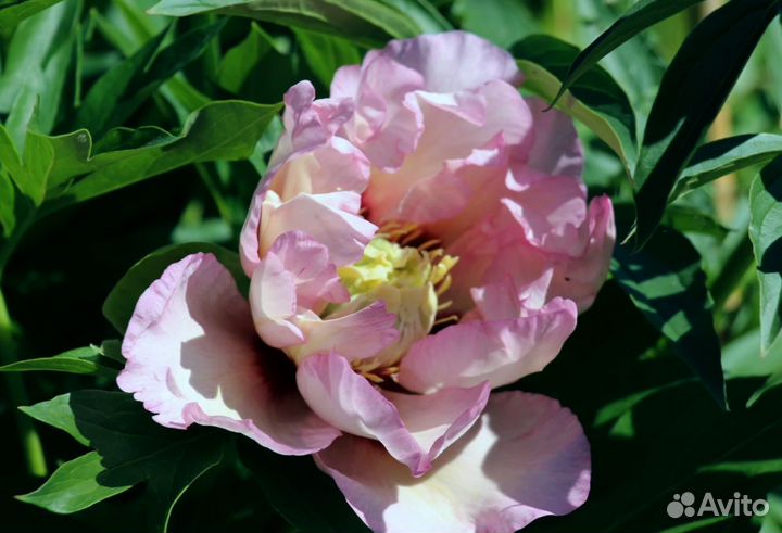 Пион Пастель Сплендор, клубни