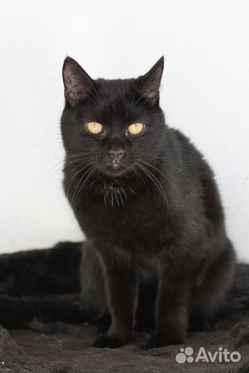 Кот Шоколад