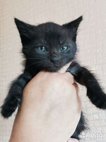 Чёрный котенок девочка