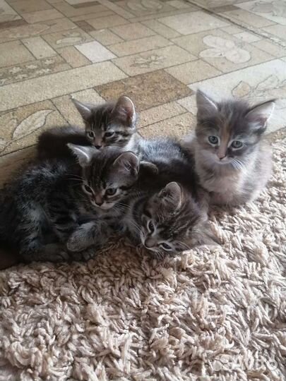 Кошки в добрые руки