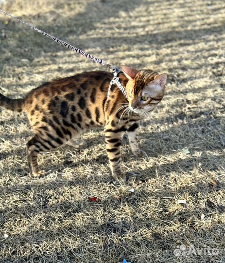 Бенгальский кот вязка