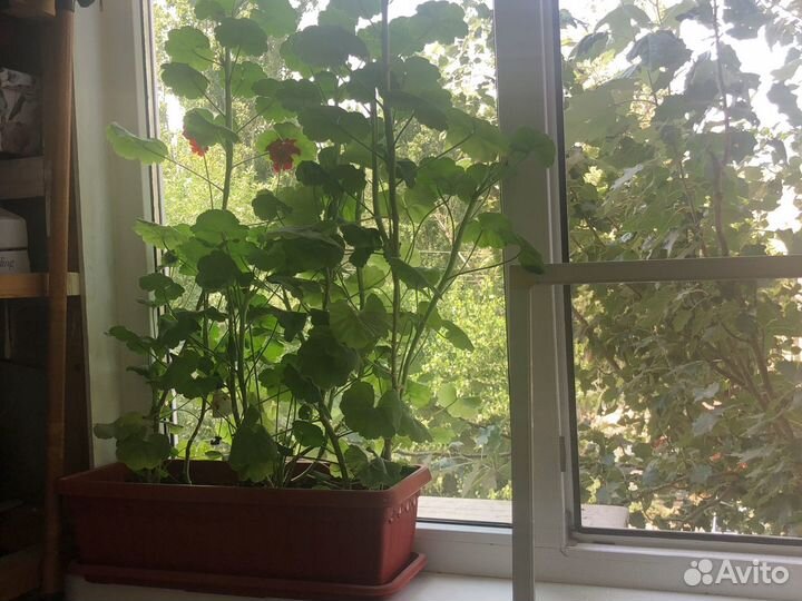 Герань цветок