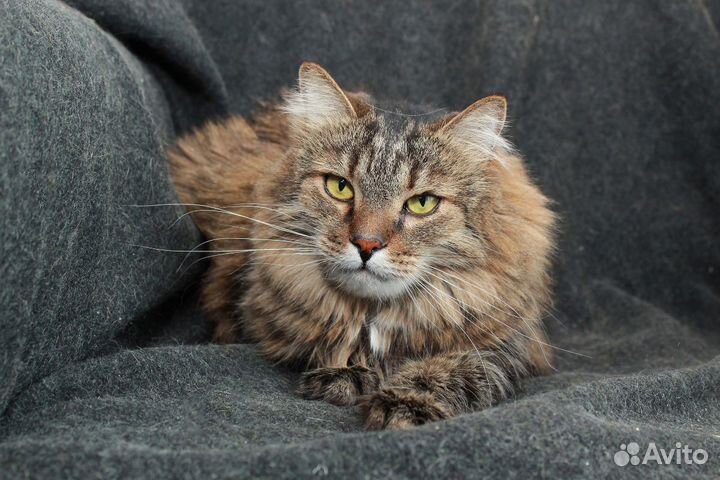 Сибирячок Стёпа, общительный котик в добрые руки