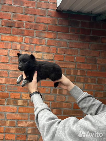 Щенки овчарки