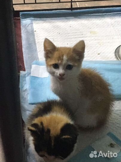 Кошки котята трехцветные