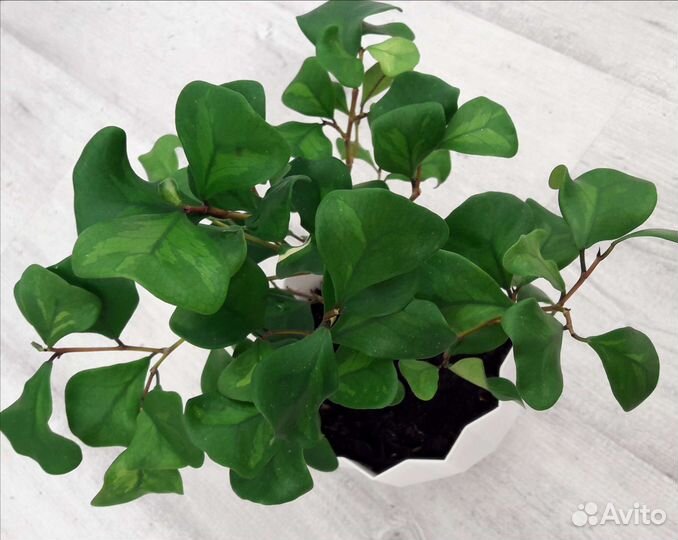 Фикусы сортовые на срез 3