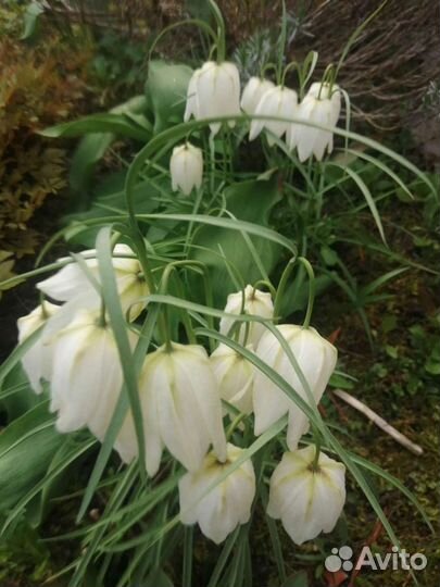 Многолетники 1