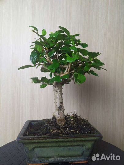 Бонсай чайная церемония 25 см