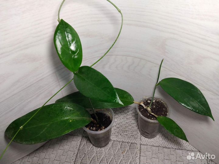 Хойи, 9 сортов, укорененные и срезы