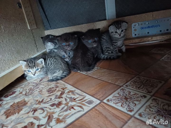 Котята