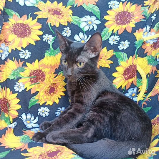 Котёнок девочка