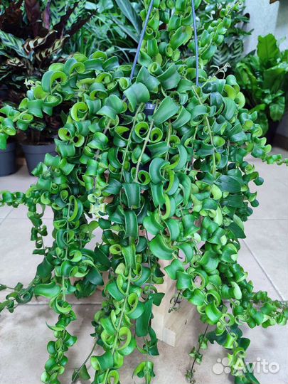 Эсхинантус твистер