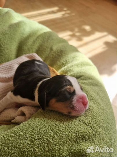 Бигль, щенки бигль