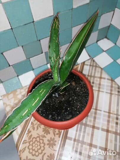 Сансы и хойи