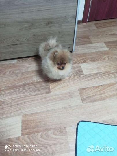 Померанский шпиц