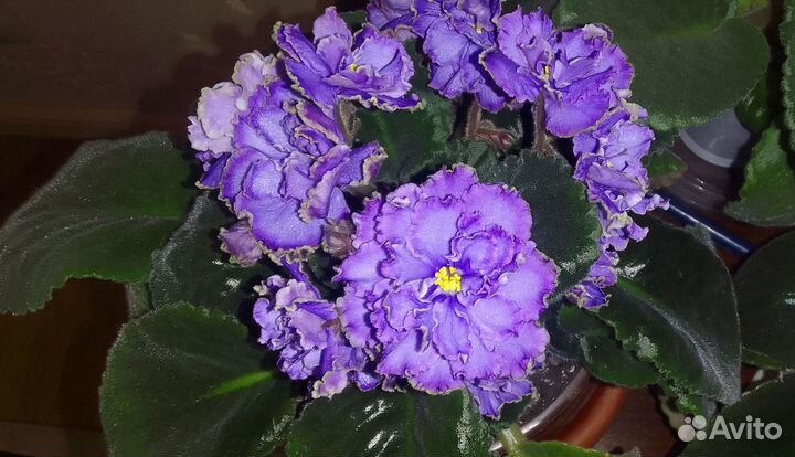 Blue dragon фиалка цветущая