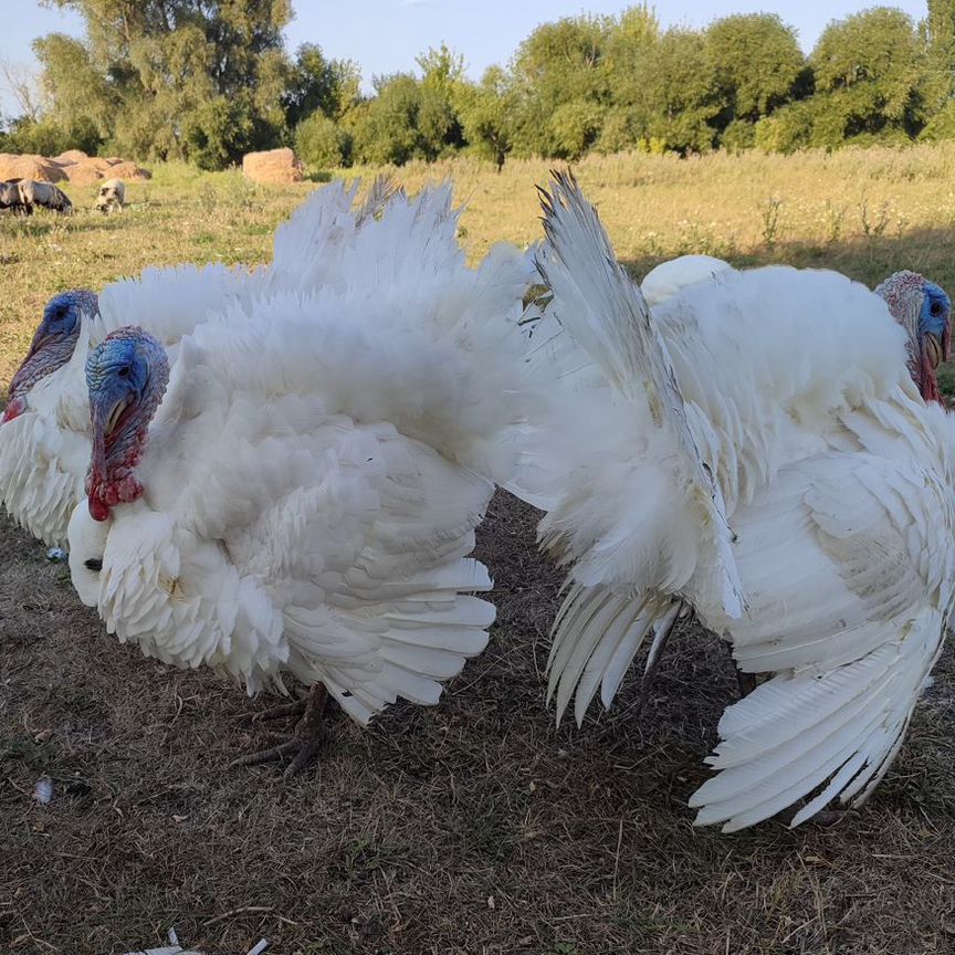 Продам тушки индюков и гусей