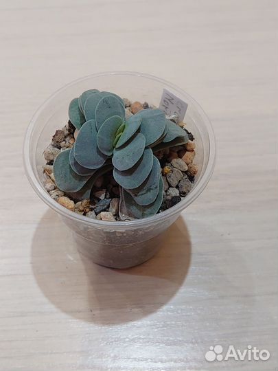 Суккуленты