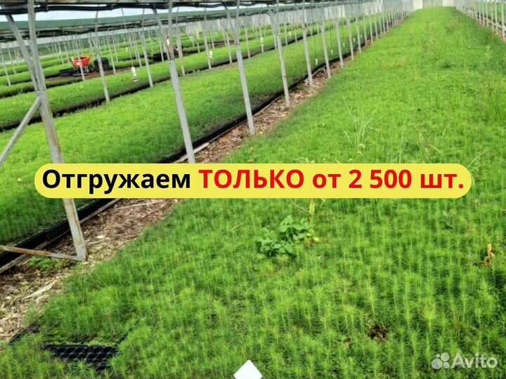 Саженцы ели европейской окс