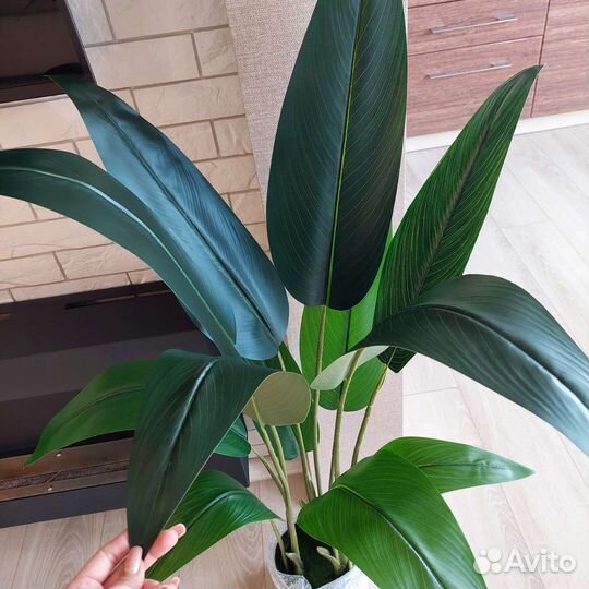 Искусственные растения. Стрелиция