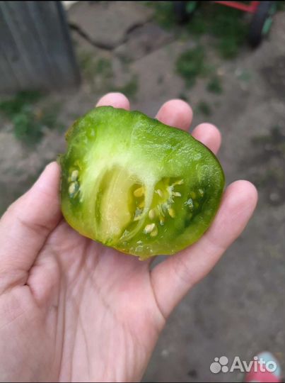 Семена томатов