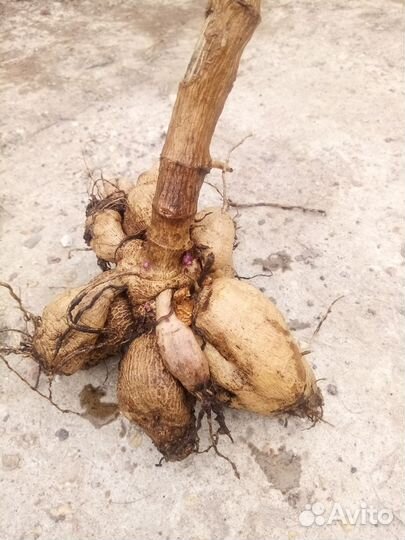 Клубни георгина