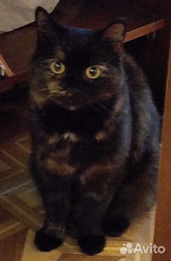 Отдам бесплатно в добрые руки кошечку