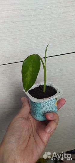 Диффенбахия