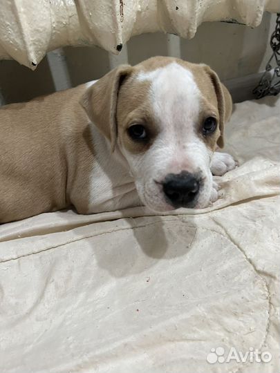 Собака стаффорд щенки