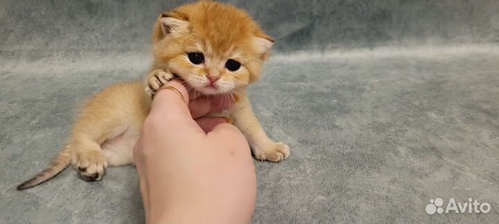 Британская золотая шиншилла