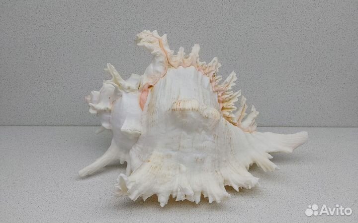 Мурекс Ветвистый 24,8 морская ракушка раковина