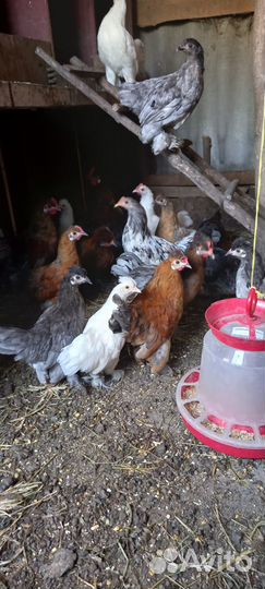 Декоративные карликовые куры