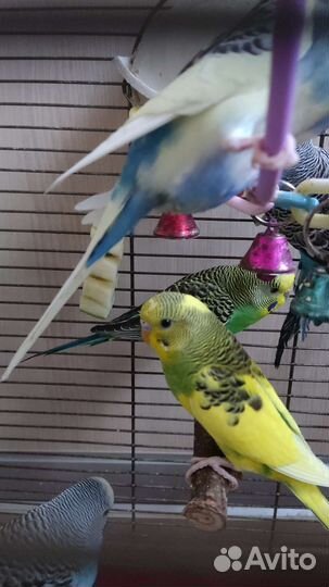 Волнистый попугай