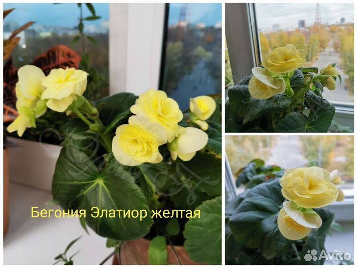 Пеларгония душистая, бегонии, гибискус, белопероне