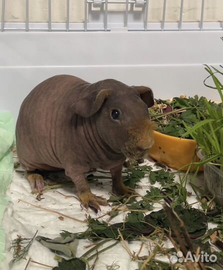 Морская свинка скинни