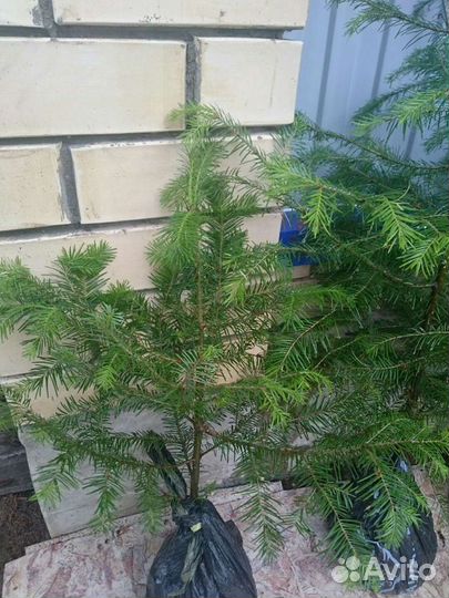 Сибирская пихта саженцы от 45см и выше