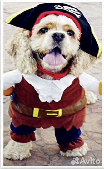 Костюм на собаку