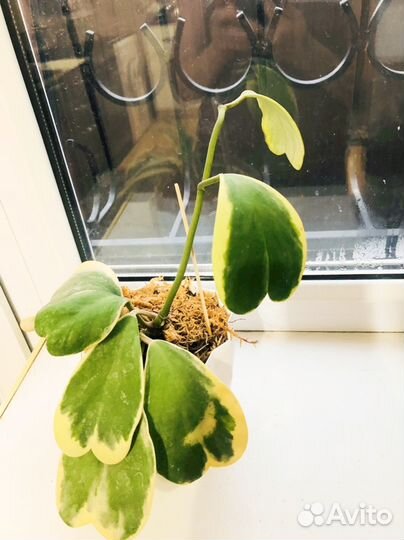 Хойя kerry вариегатная