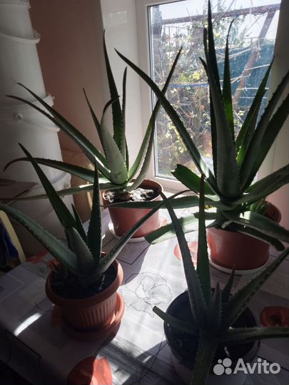 Алоэ лечебный