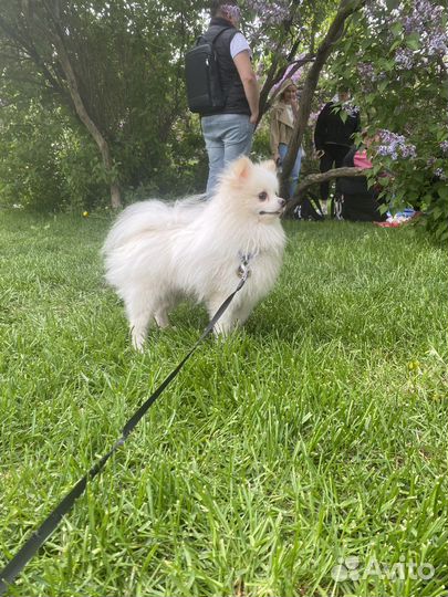 Вязка собак шпиц