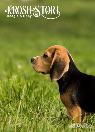 Щенки бигля