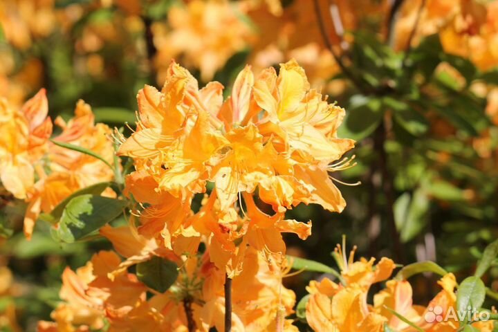 Рододендрон