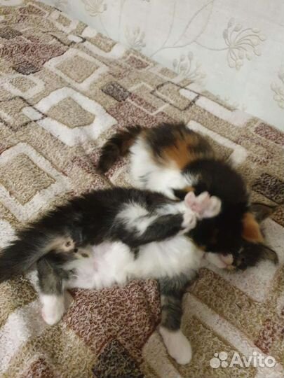 Котята в дар