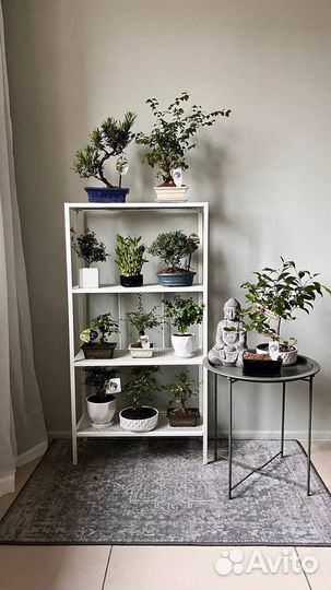 Бонсай, дерево, подарок, редкие, в наличии