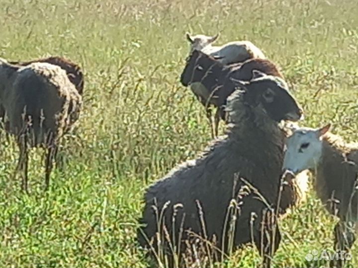 Мясо баранина тушка