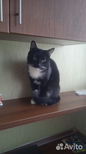 Передержка Гостиница Зооняня Догситтер Выгул